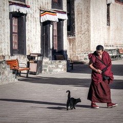 喇嘛与猫 (1)