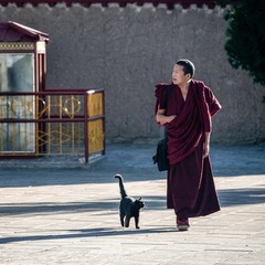 喇嘛与猫 (2)