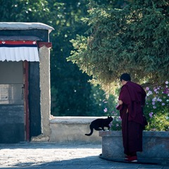 喇嘛与猫 (4)