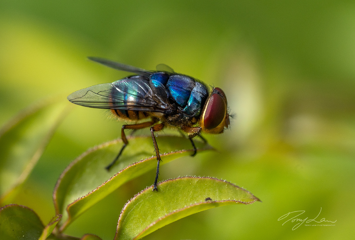 蓝蝇- tonylaw - 图虫