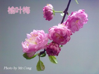 榆叶梅