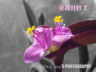 IMG_3598-1