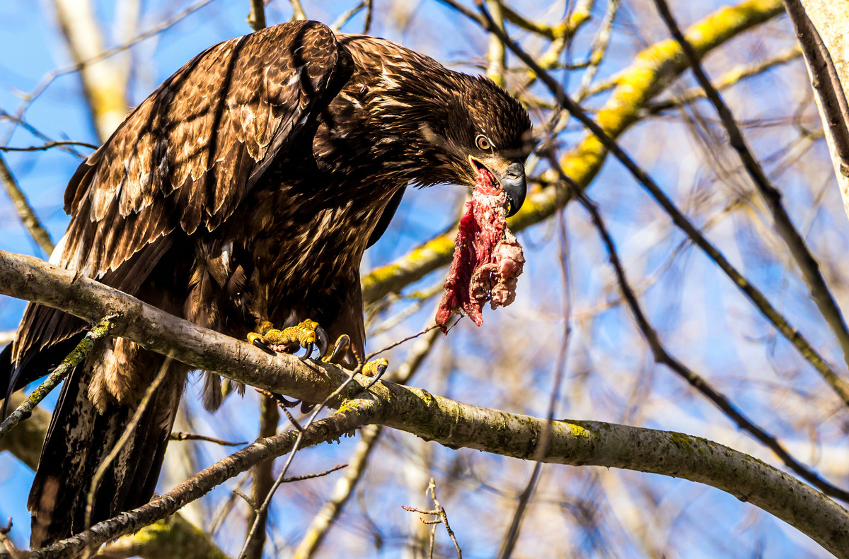 猛禽吃肉还真猛