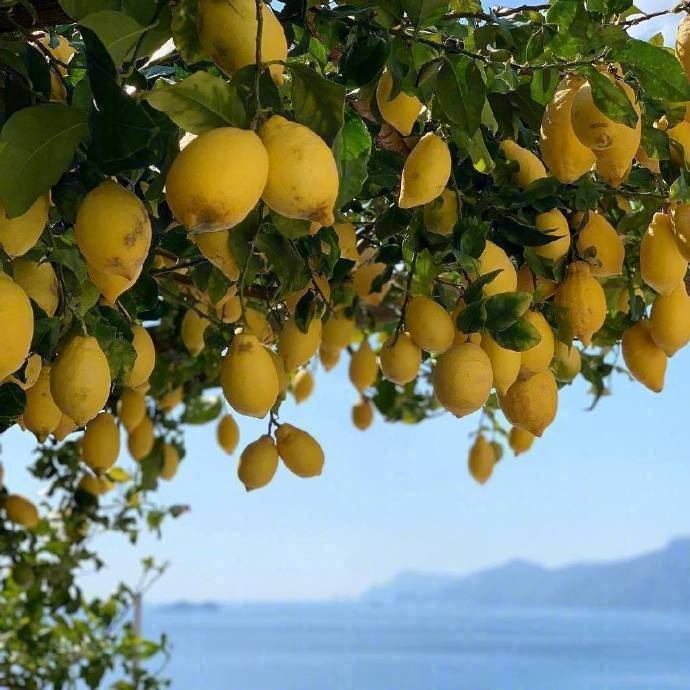意大利阿马尔菲海岸边的柠檬架子