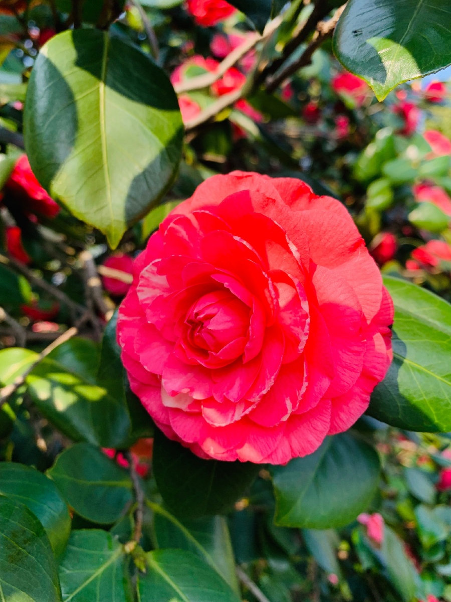 橘子洲头的山茶花心676767