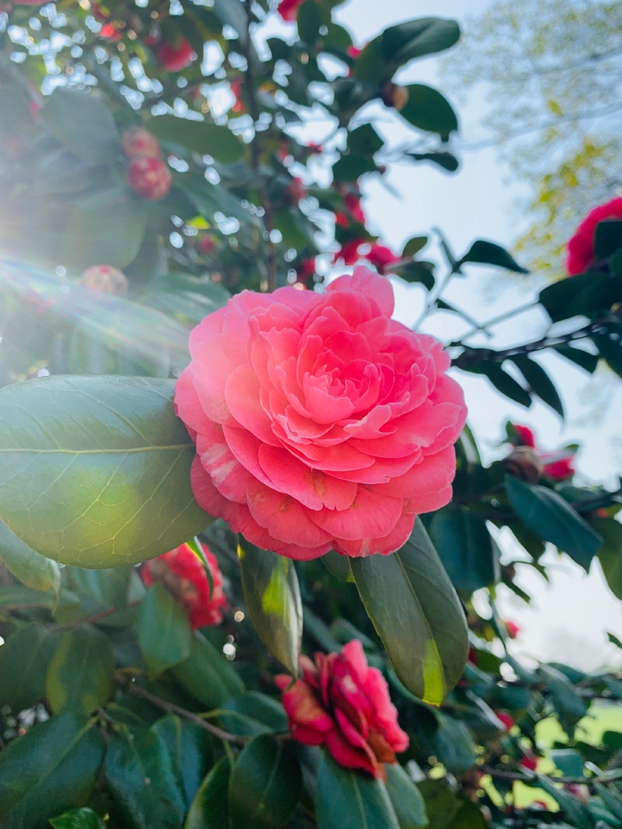 橘子洲头的山茶花心676767
