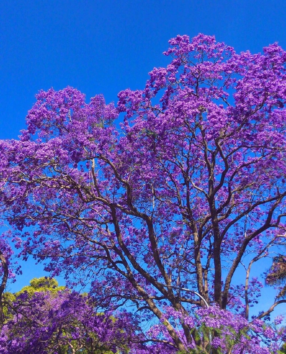 悉尼的绝美之地蓝花楹大道676767