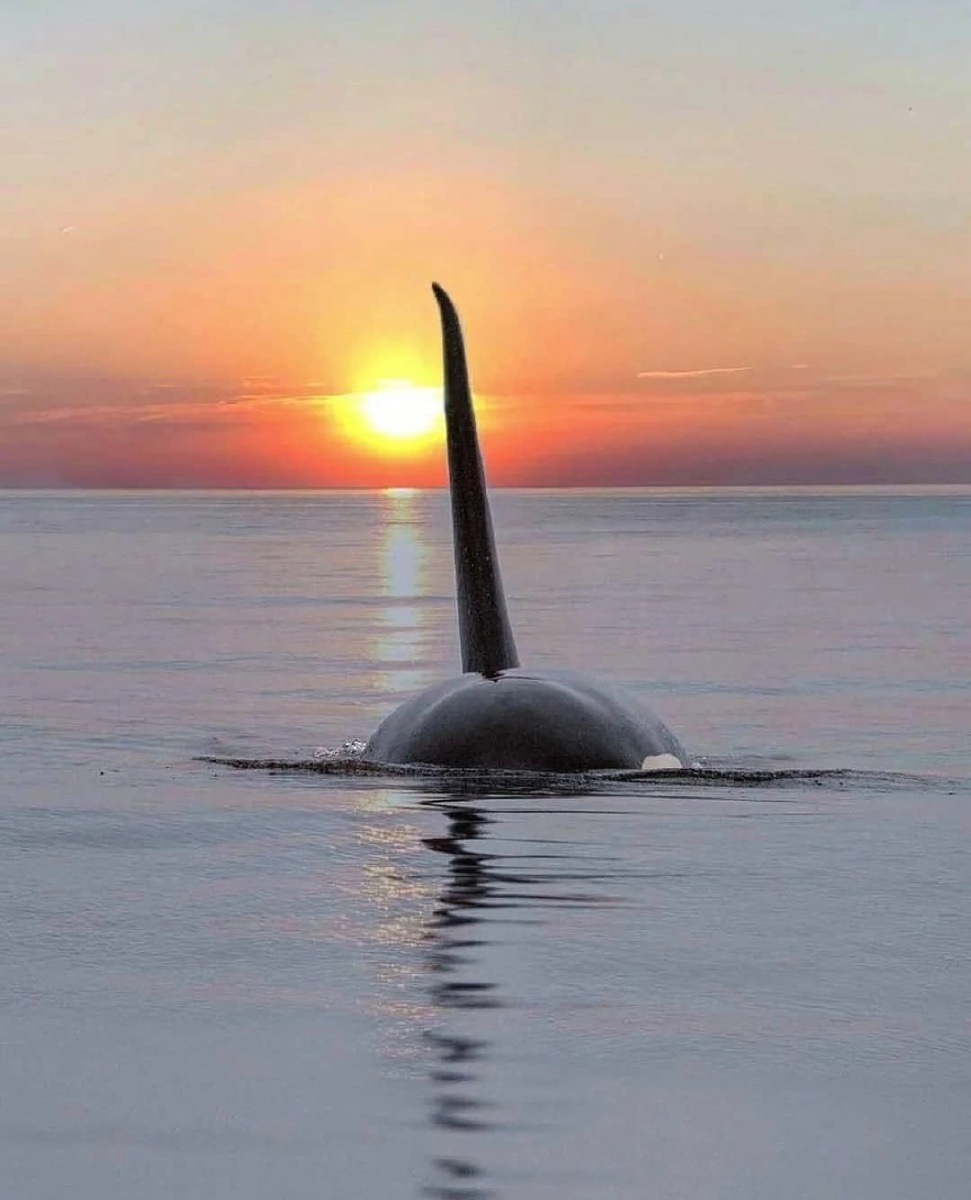 阿拉斯加日落下的虎鲸