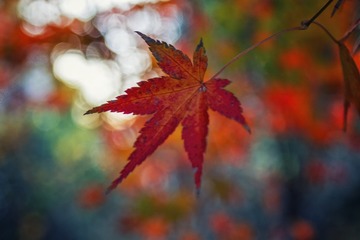 D778B00F-F935-424D-AE25-00D12FC2264E/L0/001