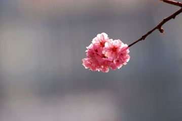557275