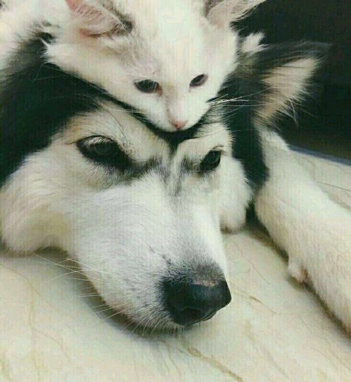 每日一波沙雕头像情侣07