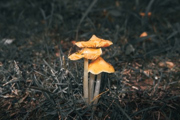 1185615