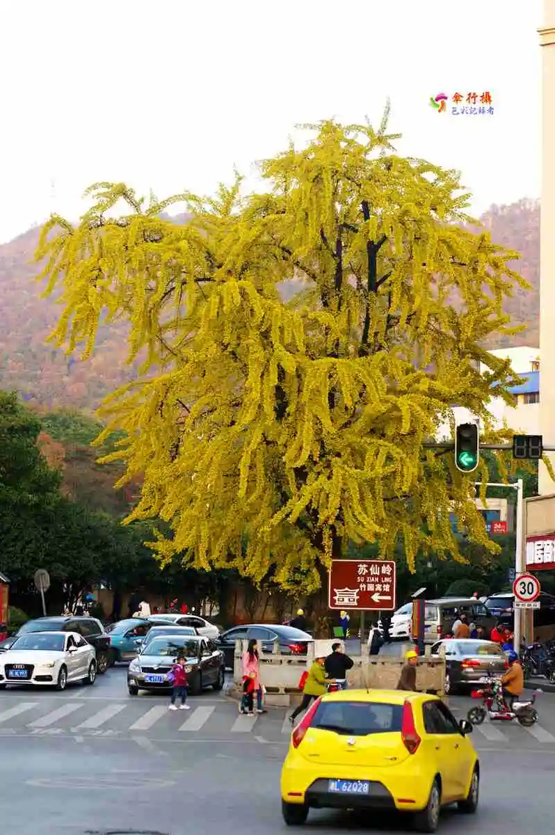 记录郴州网红银杏树绿得纯粹黄得惊艳