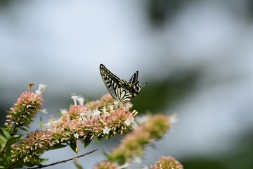 1509087