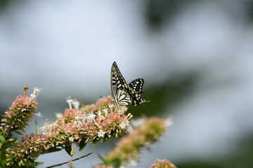 1509088