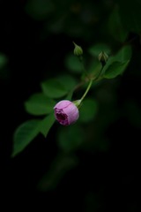 38D82126-4A3B-4EAE-BF0D-CF107C3B3AD9/L0/001