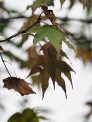 755D4176-970D-4AEC-BD61-E9D0BA1BE5FD/L0/001