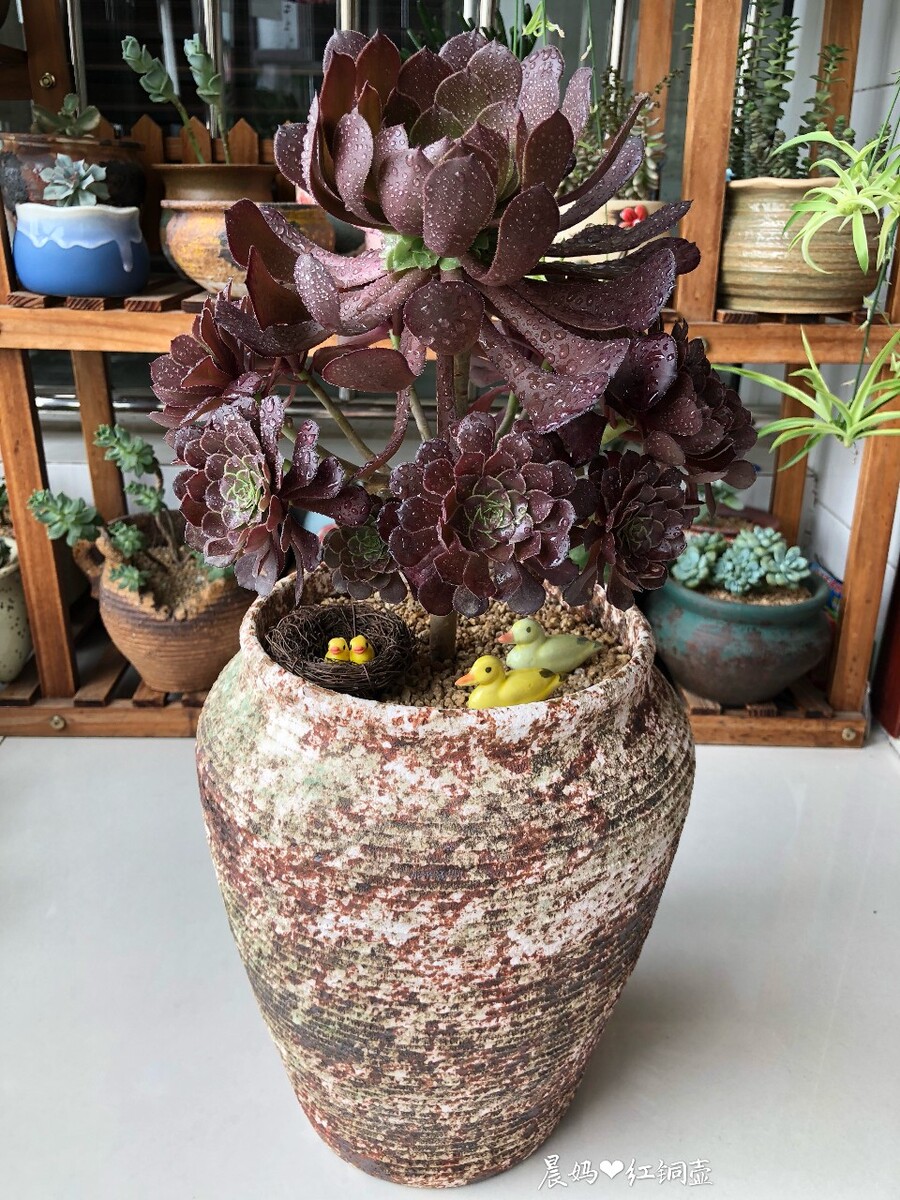 紫水晶灵摆怎么用