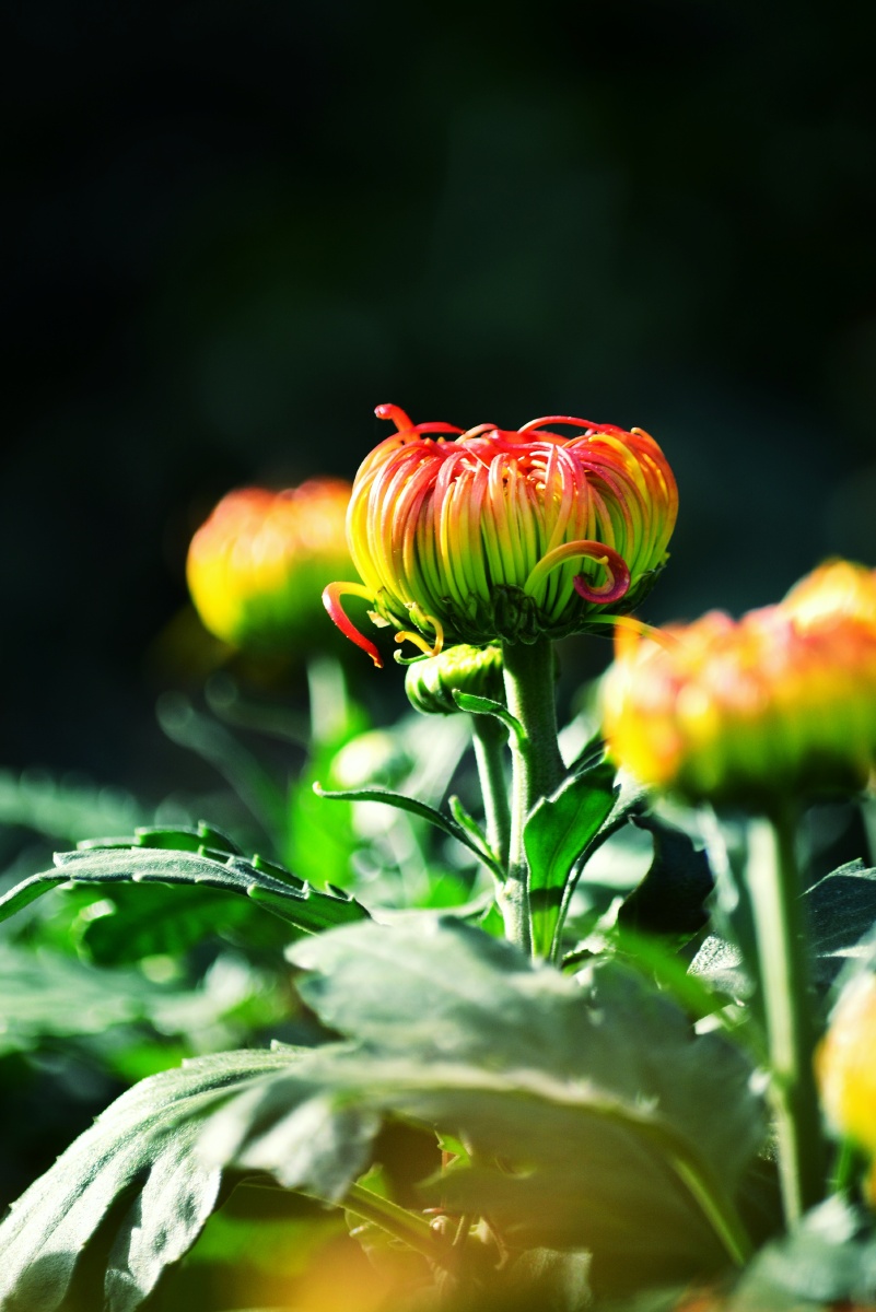 木木夕爱摄影 - 图虫