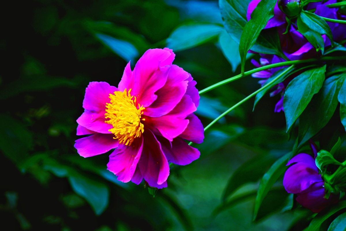 木木夕爱摄影关注