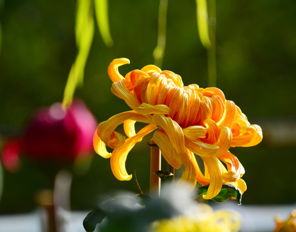 木木夕爱摄影 - 图虫