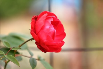 D53B2500-BB49-44CC-B3A5-8C852A369F2D/L0/001