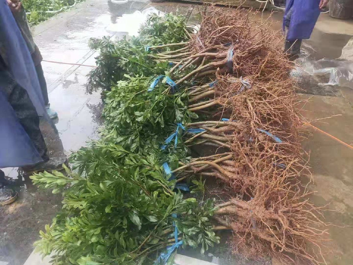 苗木基地苗木销售流程