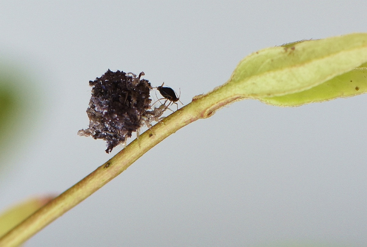 草蛉若虫食蚜虫