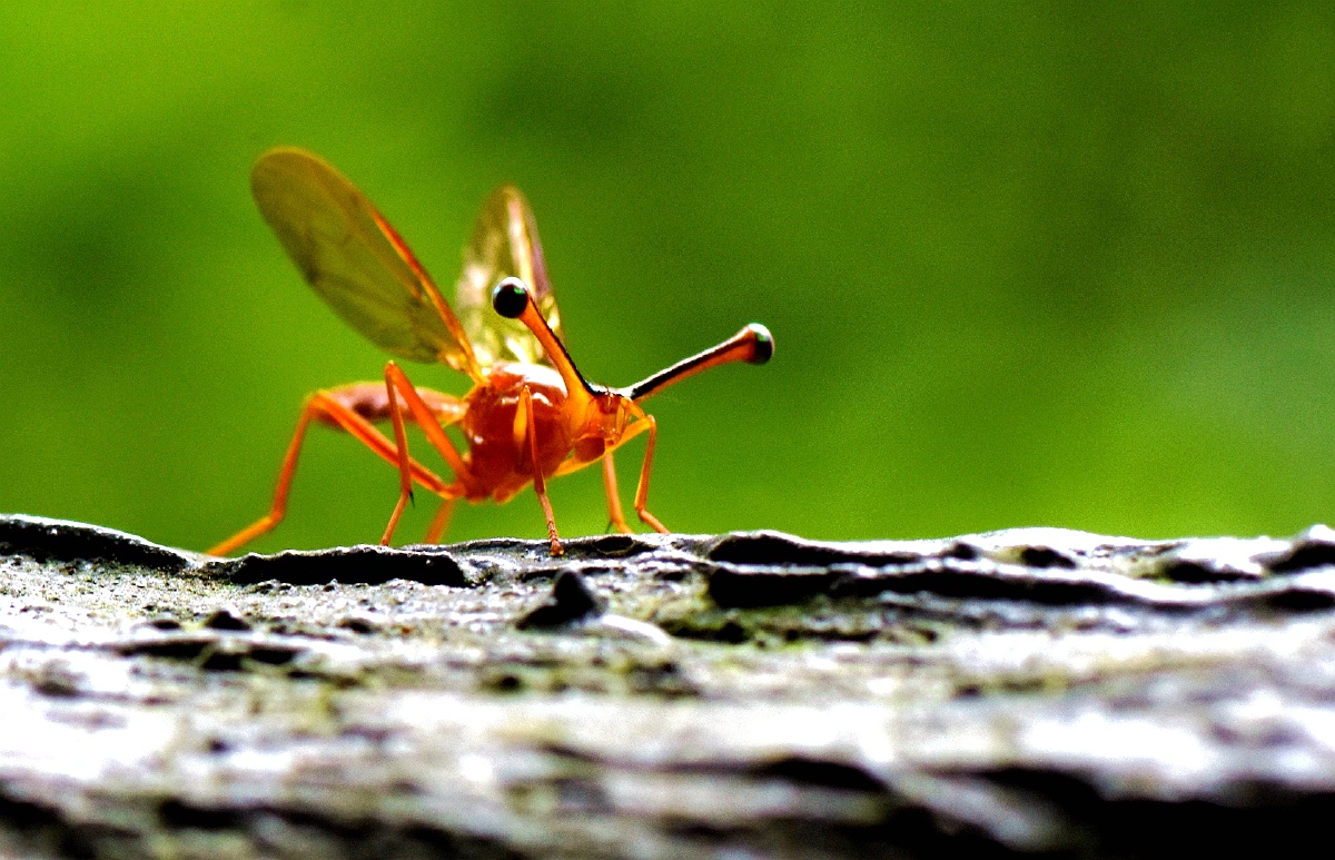 这是什么虫眼睛在哪里谢大师指点这是柄眼蝇