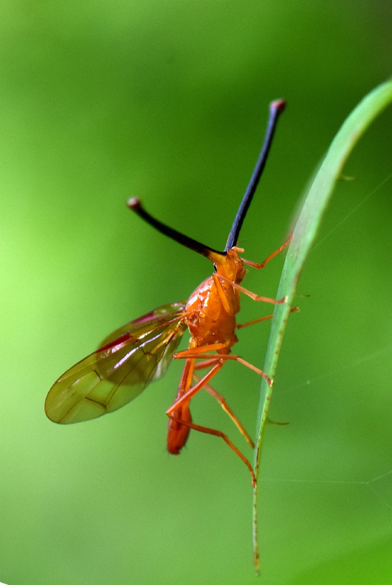 这是什么虫眼睛在哪里谢大师指点这是柄眼蝇