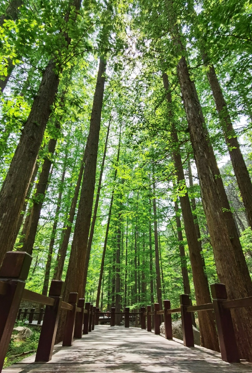 不尽力向上就成不了参天大树 - 胡李糊图 - 图虫