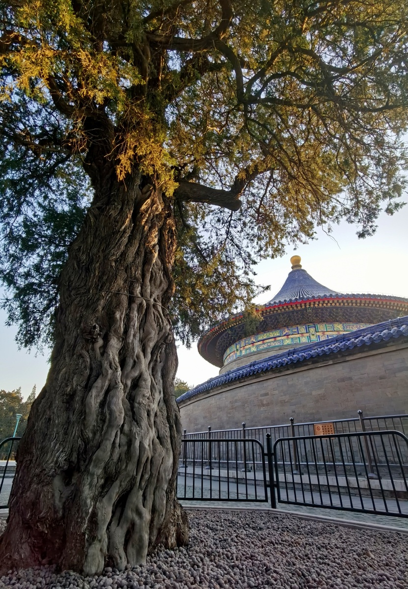 天坛公园九龙柏