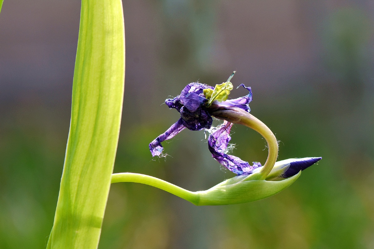 百折不挠的鸢尾花
