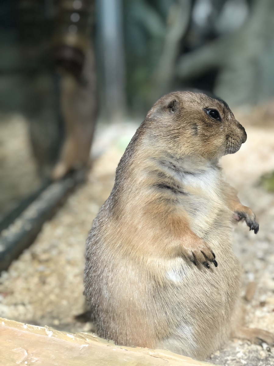 超肥超可爱的土拨鼠