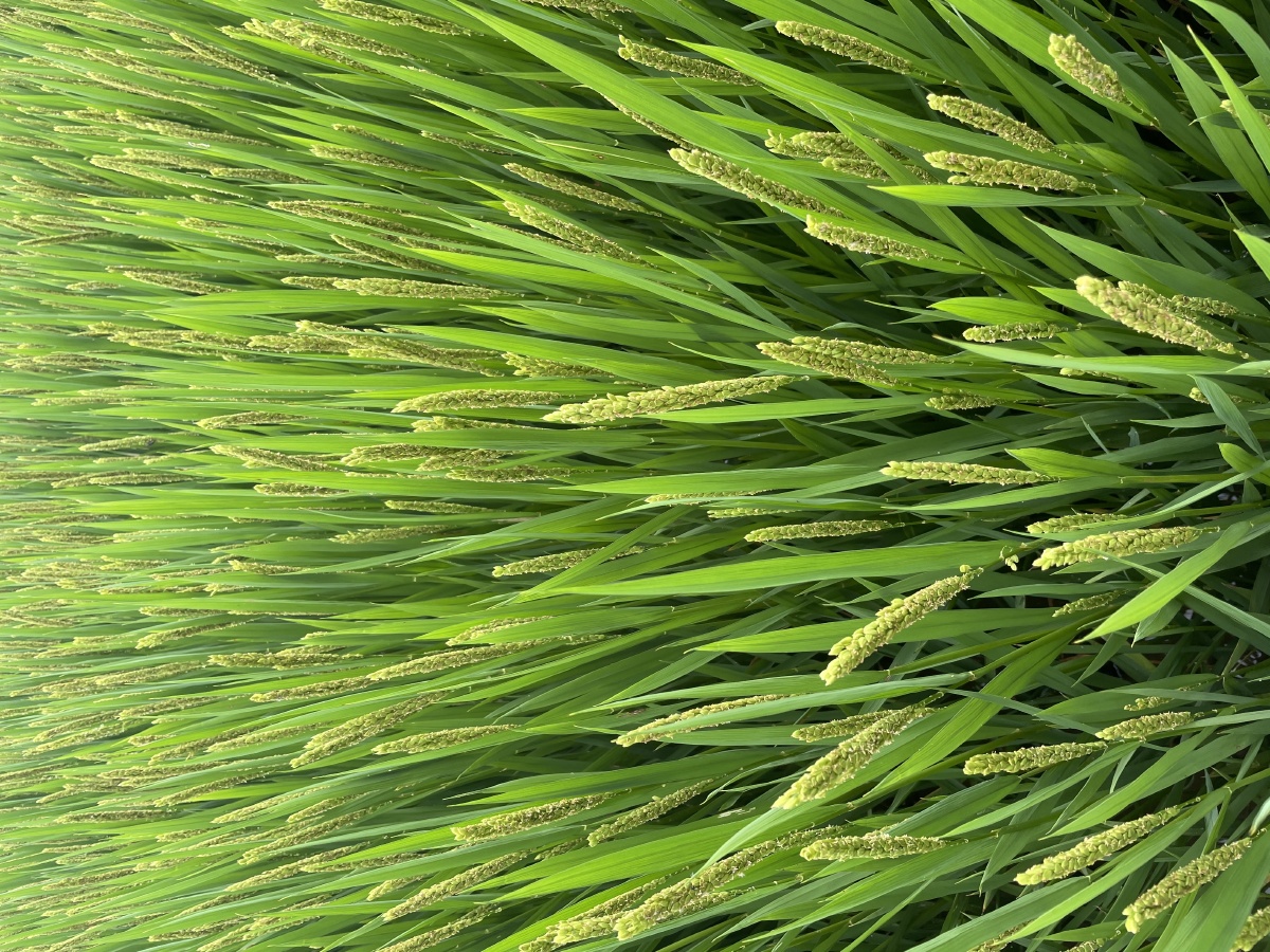 稻田农业种植粮食背景图