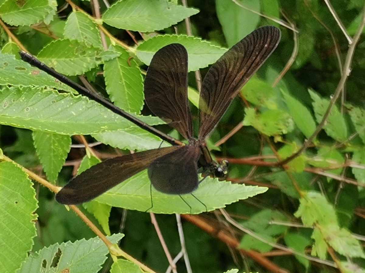 偶遇黑豆娘(黑色蟌),没带相机用华为手机拍摄,这个小精灵很机警,有个