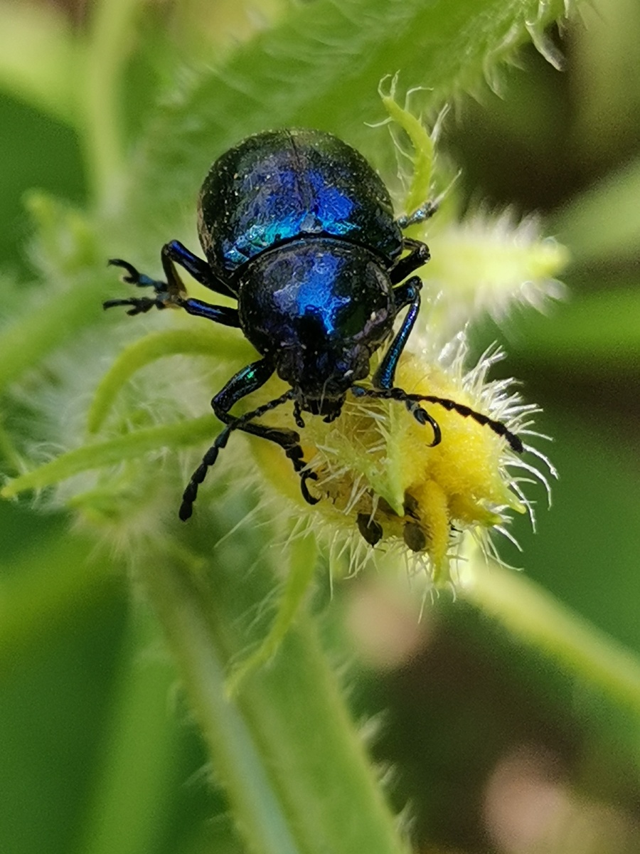 紫榆叶甲吃嫩芽组图
