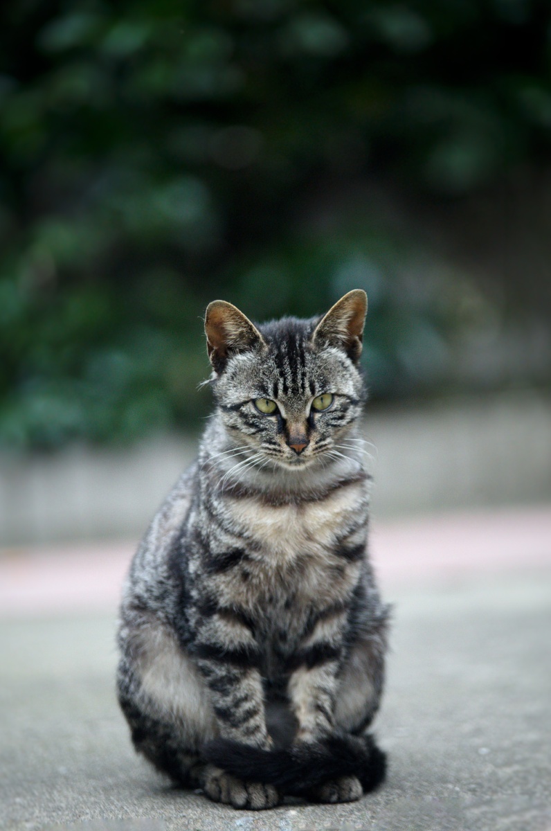 中华狸花猫就是狸猫换太子中的狸猫