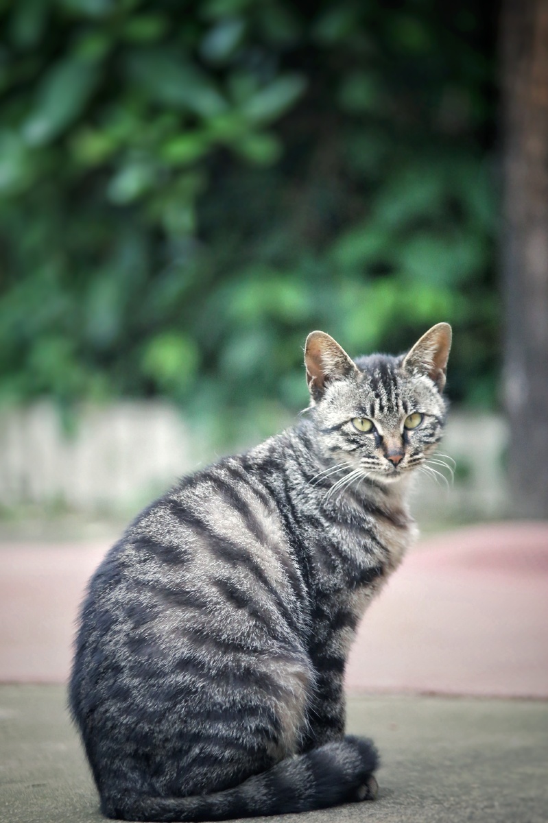 中华狸花猫就是狸猫换太子中的狸猫