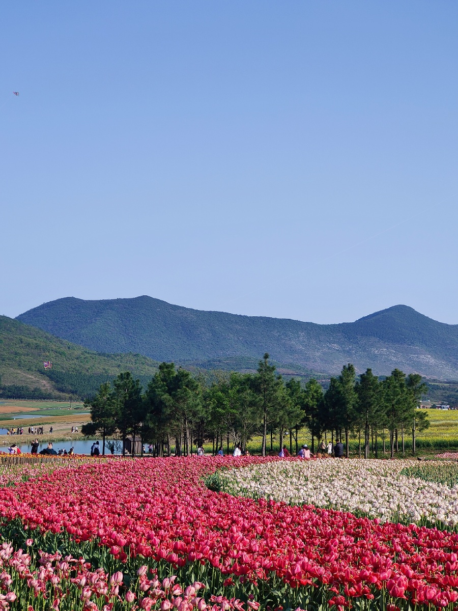 巢湖郁金香高地