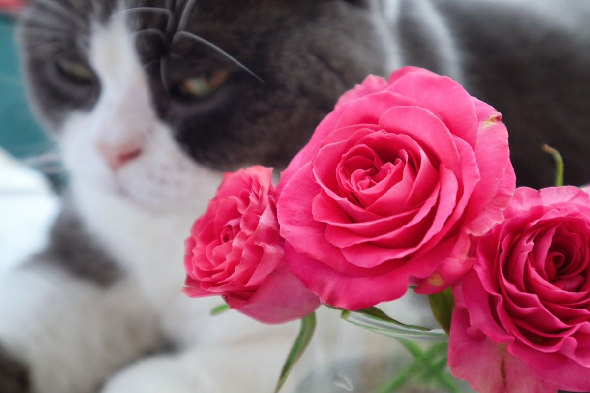 猫咪与玫瑰