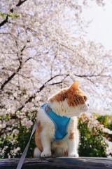 440A650E-3ABE-4AC8-A5FE-566716A8CBF6/L0/001