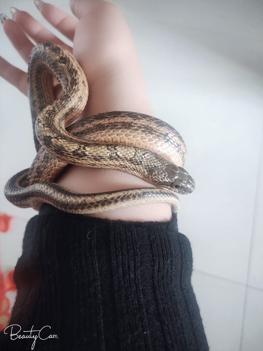 刚怀孕梦到好多黑蛇,怀孕早梦好多蛇是什么意思