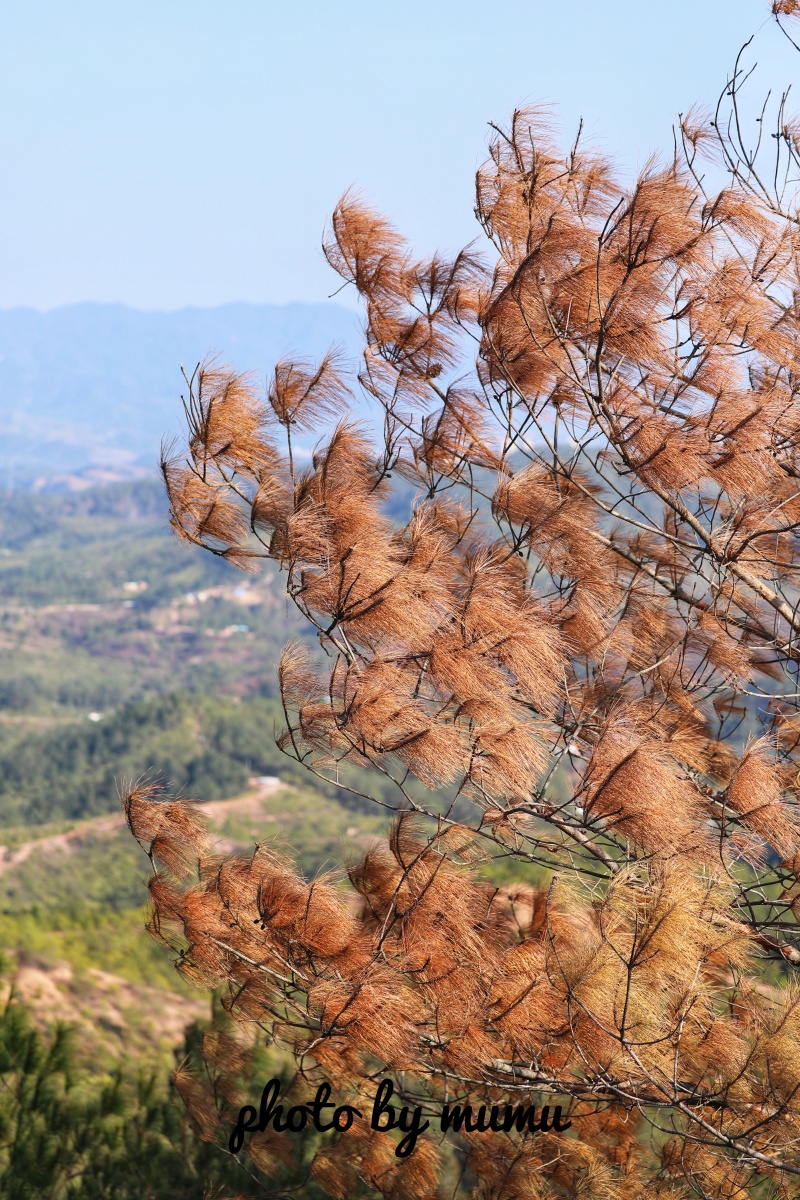 山顶,变红的松针!