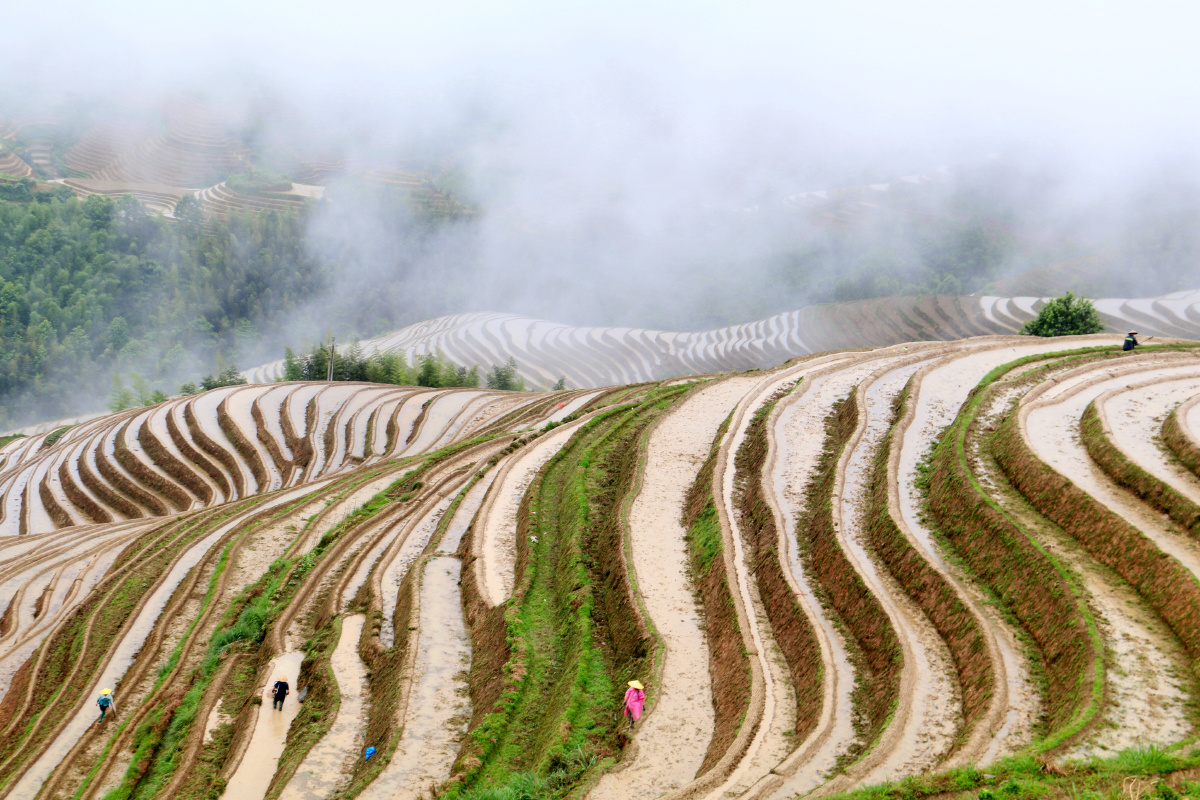 灌水中的龙脊梯田