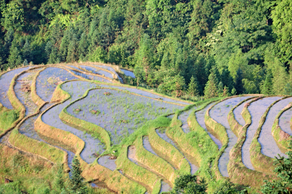 灌水中的龙脊梯田