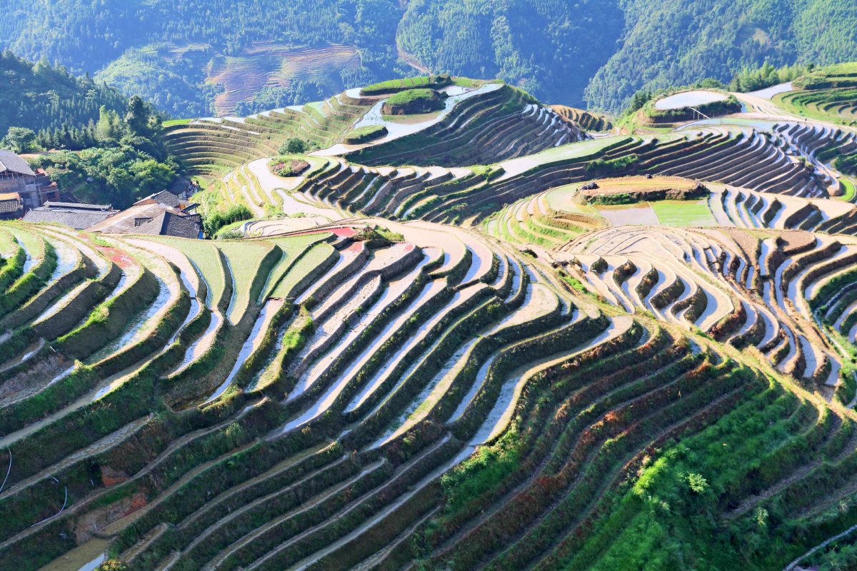 灌水中的龙脊梯田