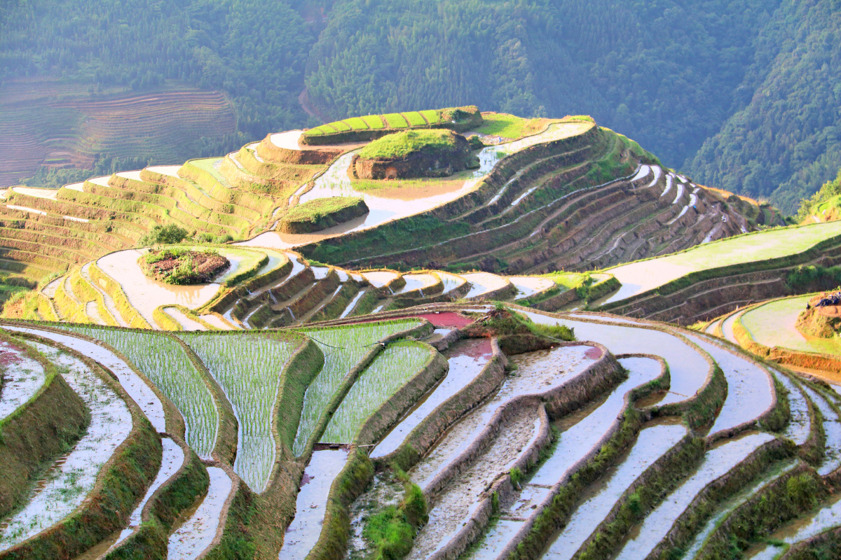 灌水中的龙脊梯田