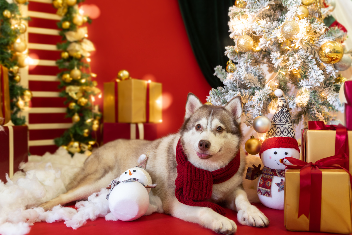 哈士奇与圣诞节更配哦