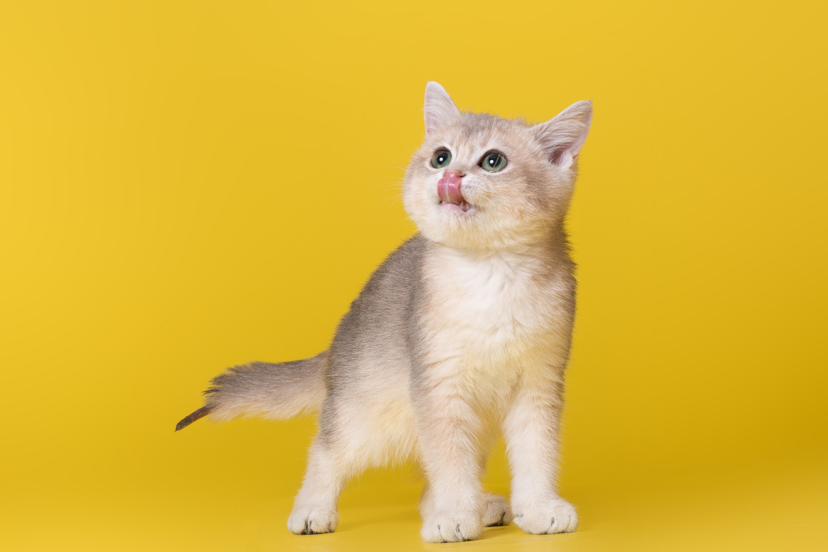 分享一波猫片德文卷毛,英短,加菲猫,金渐层 - 拍宠物的阿xin - 图虫